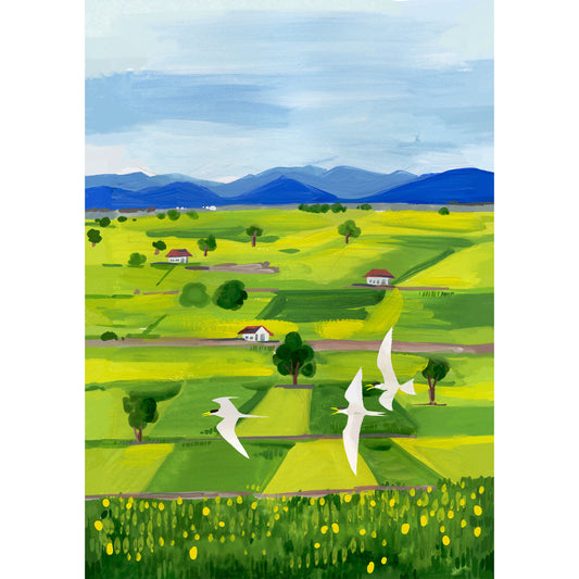 Rice Fields